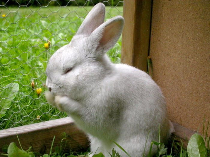 Понос у декоративного кролика лечение thumbnail