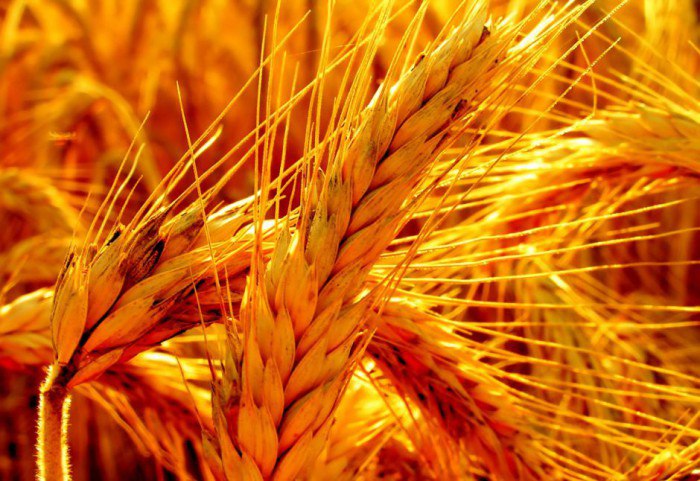 Как употреблять проросшие зерна пшеницы?